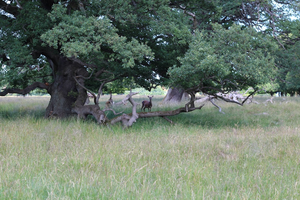 a group of animals in a grassy field