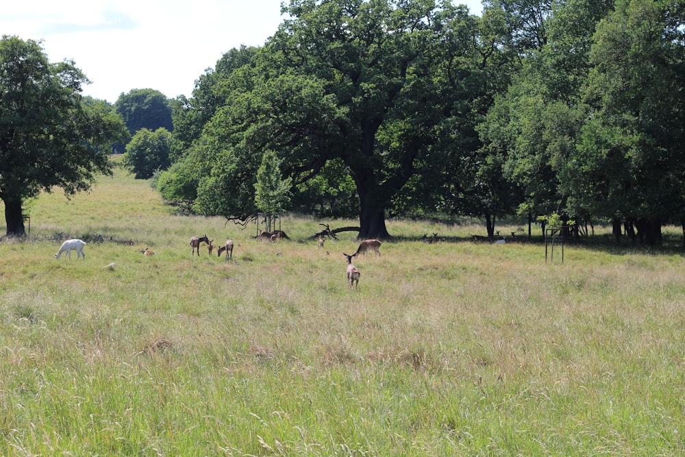 a group of animals stand in a grassy field