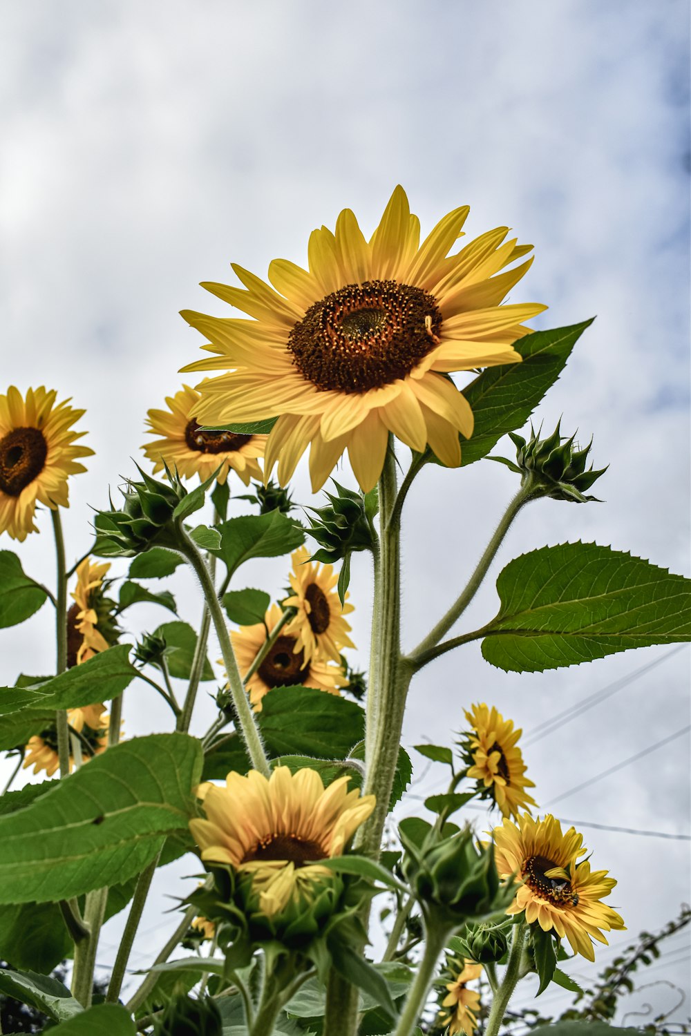 Un grupo de girasoles