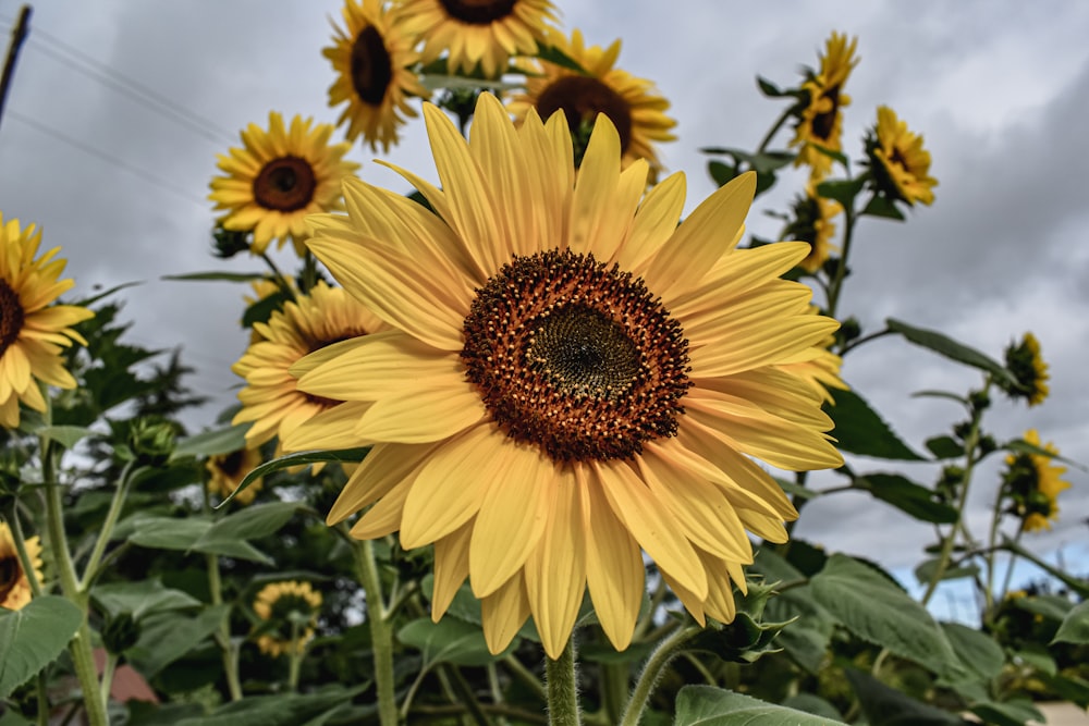 a group of sunflowers