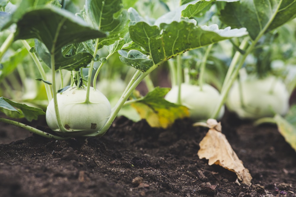 une plante avec un fruit vert rond