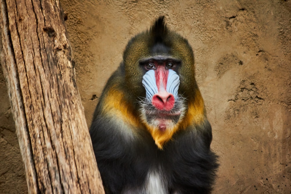 a black and yellow bird with its mouth open