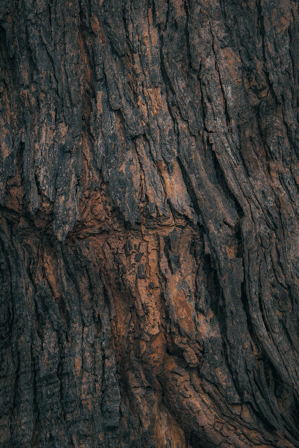 a close up of a tree trunk