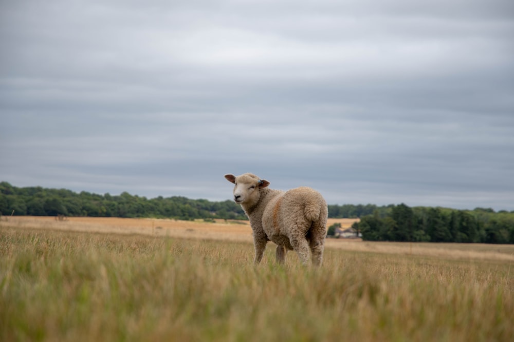 Ein Schaf steht auf einem Feld