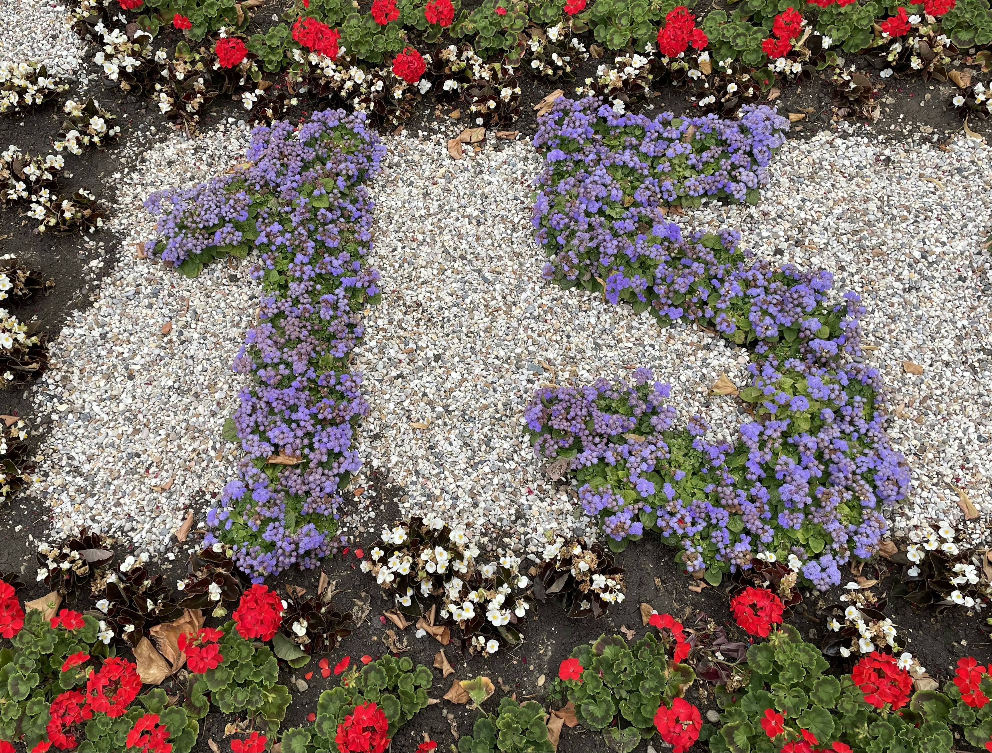 a group of flowers