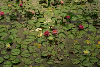 A serene pond filled with blooming water lilies and lotus flowers under soft sunlight.