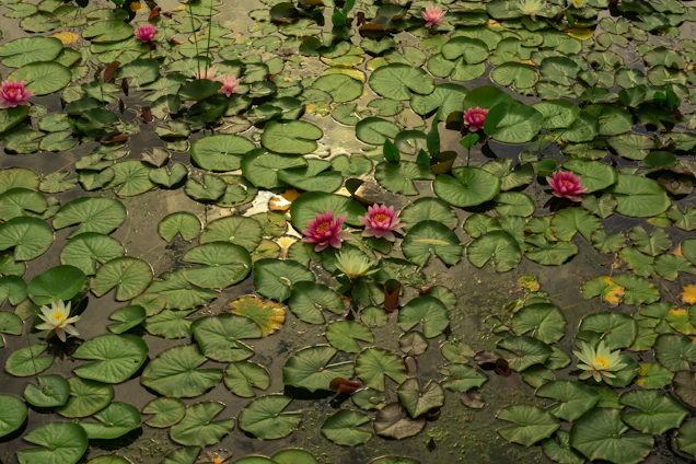 A serene water lily pond at dawn with gentle sunlight reflecting on the water surface.