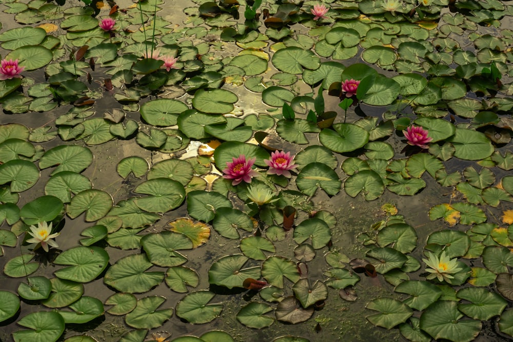 a group of flowers in a pond