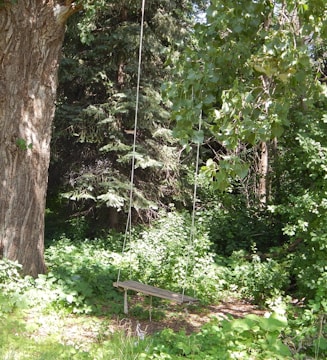 Cozy wooden swing hanging from a leafy garden tree on a sunny day.
