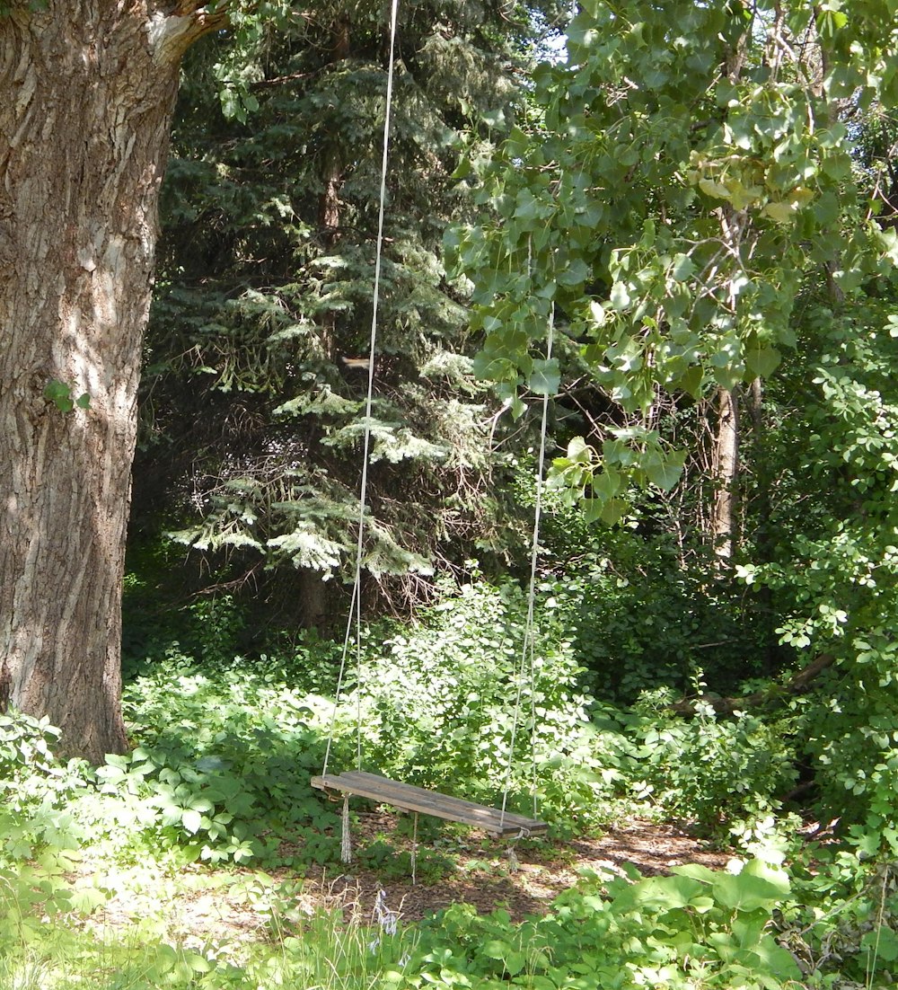 a bench in a forest