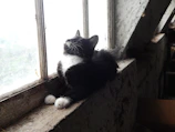 A black and white cat named Chapotine perched on a sunlit windowsill with Maurienne mountains in the background