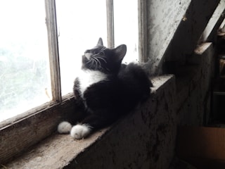 Black and white photo of Biscuit perched on a windowsill, sunlight casting soft shadows.