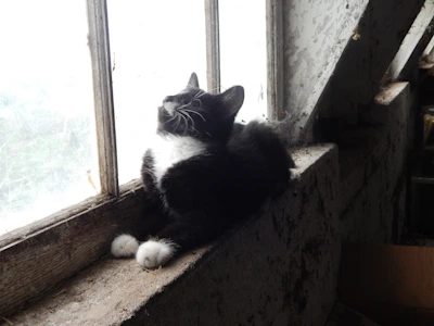 A black and white cat named Chapotine perched on a sunlit windowsill with Maurienne mountains in the background