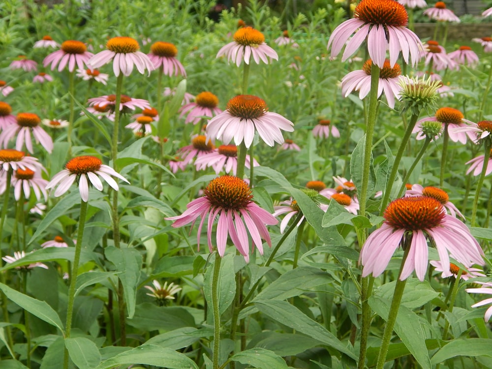 a group of flowers