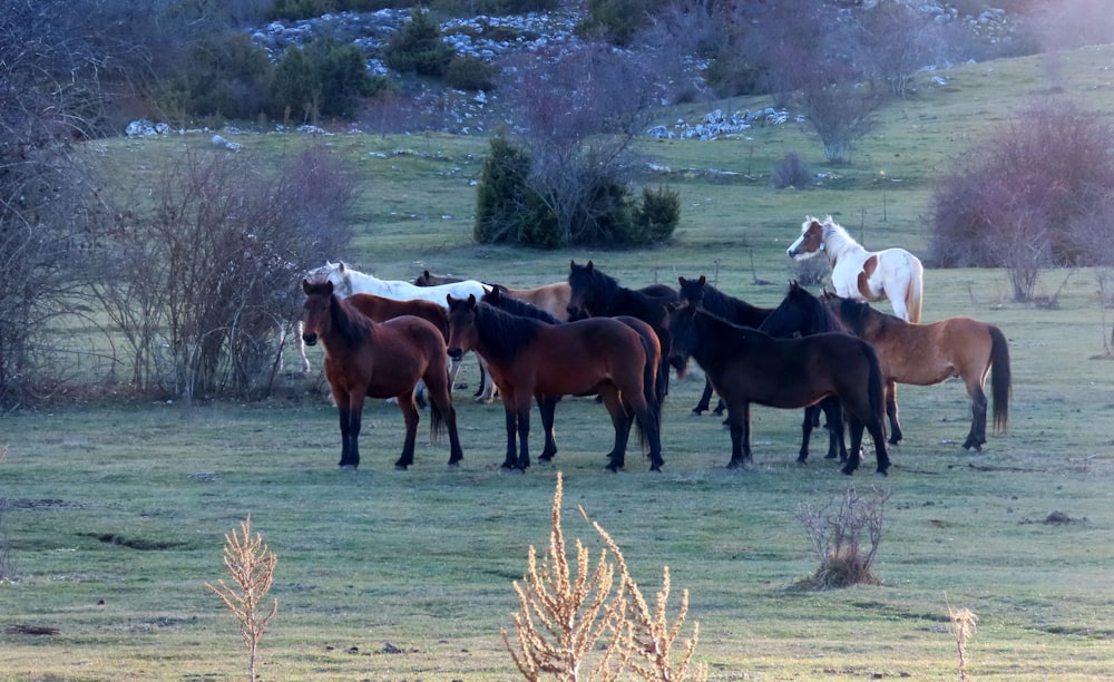 a group of horses in a field