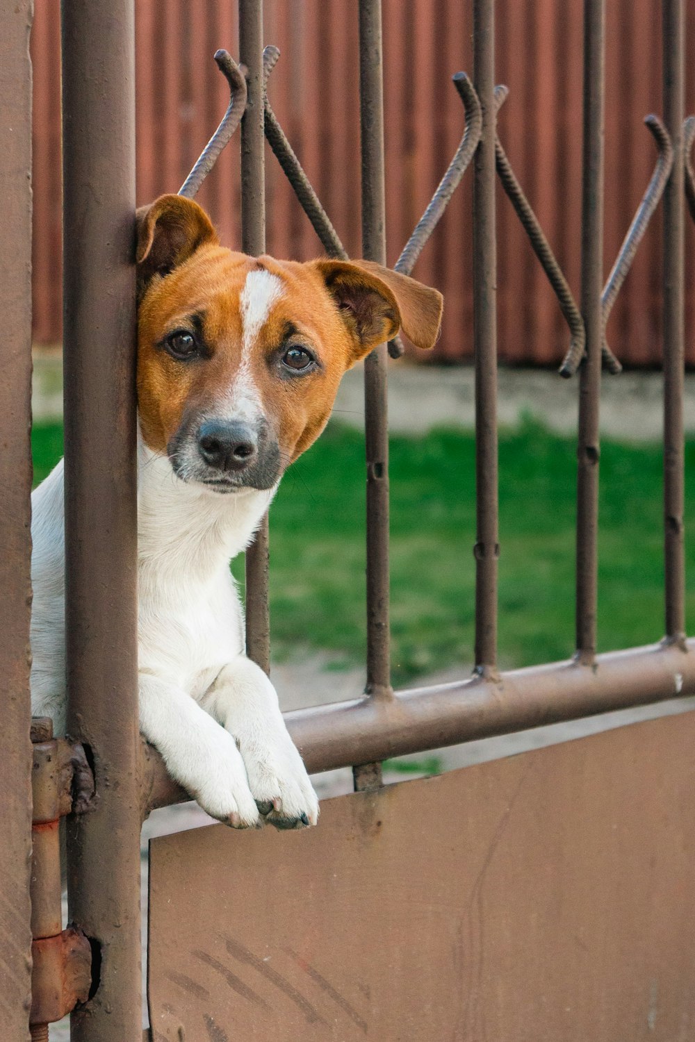 a dog looking through a fence