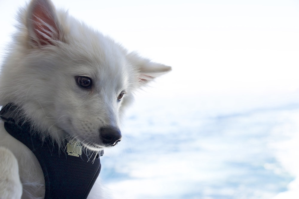 a dog wearing a jacket