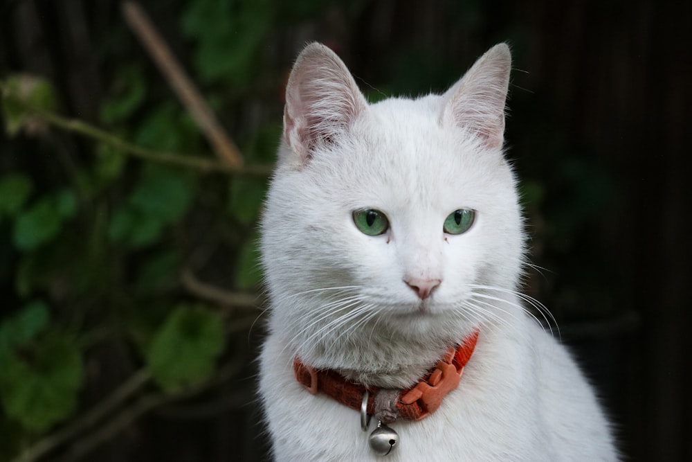 a cat with a collar