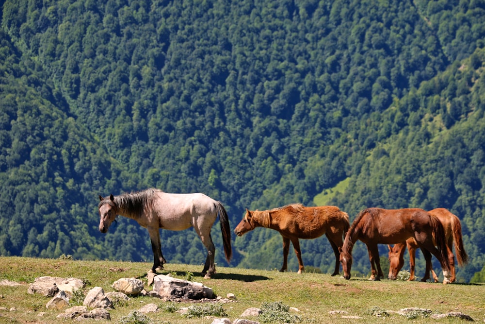 cavalos em pé em uma colina