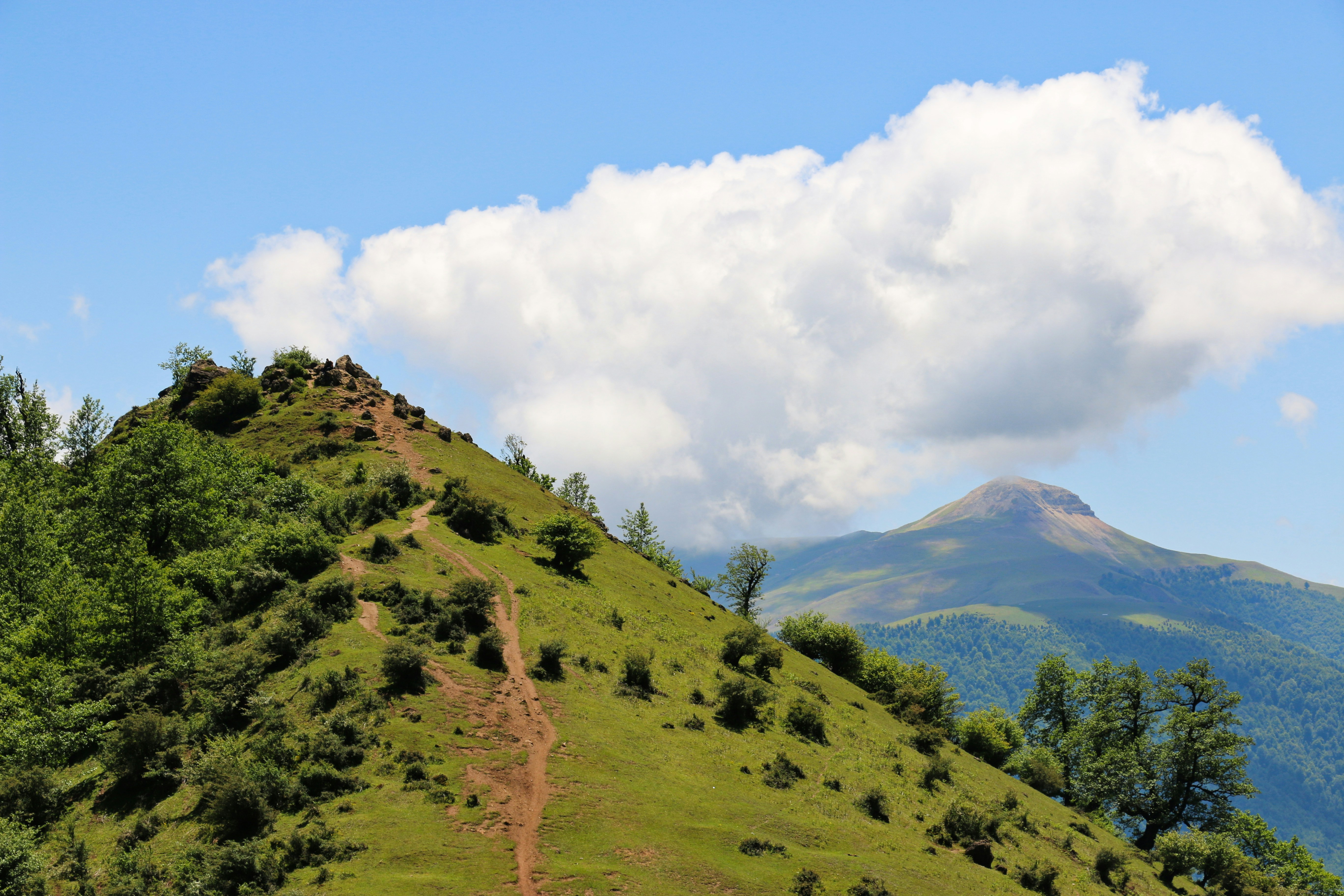 Un paisaje con árboles y colinas