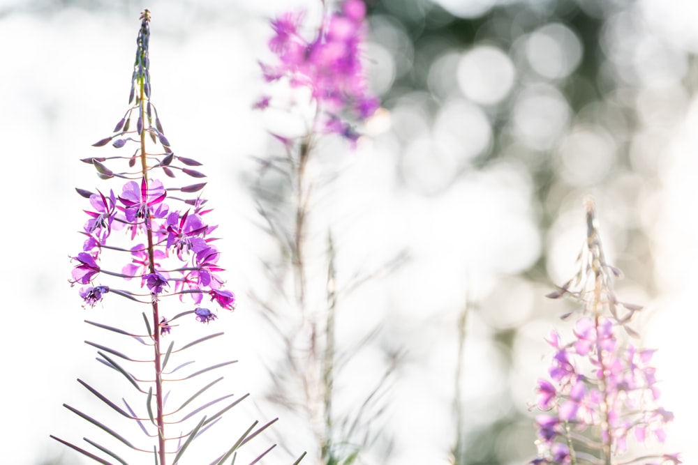 a close up of a purple flower