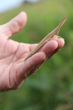 A hand holds a thin, elongated brown insect, possibly a grasshopper or stick insect, against a blurred green background.