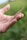 A hand holds a thin, elongated brown insect, possibly a grasshopper or stick insect, against a blurred green background.
