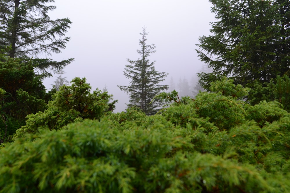 un groupe d’arbres