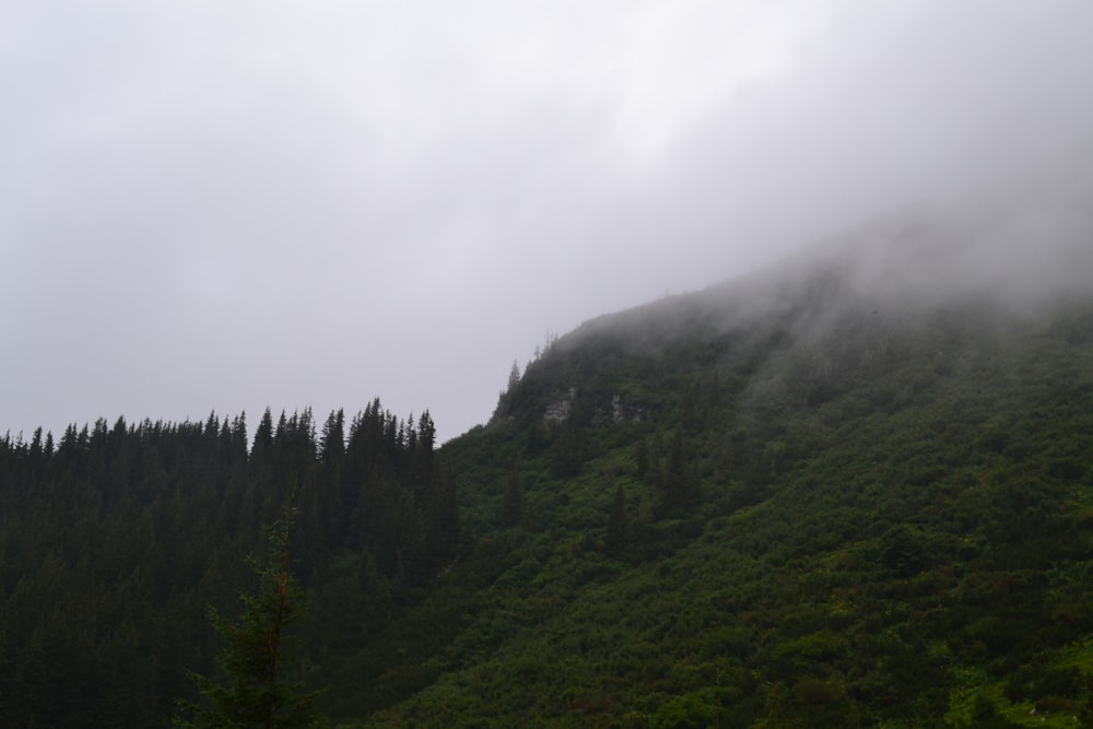 a foggy mountain with trees