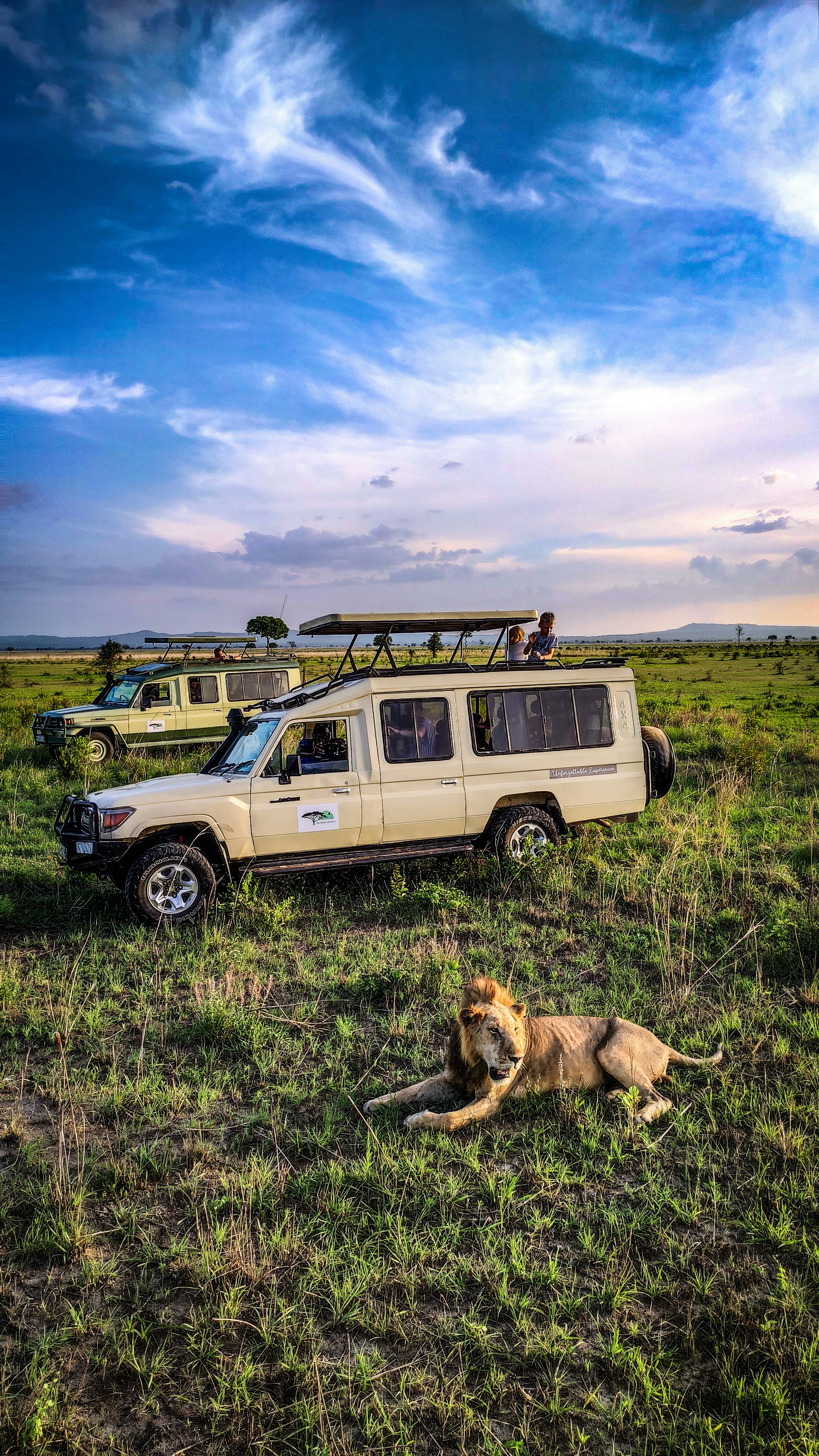 a dog lying in front of a van in a field