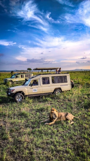 Several safari vehicles are parked on a grassland, with a lion lying in the foreground. The sky is mostly clear with some wispy clouds. A few people are observed on top of one of the vehicles.