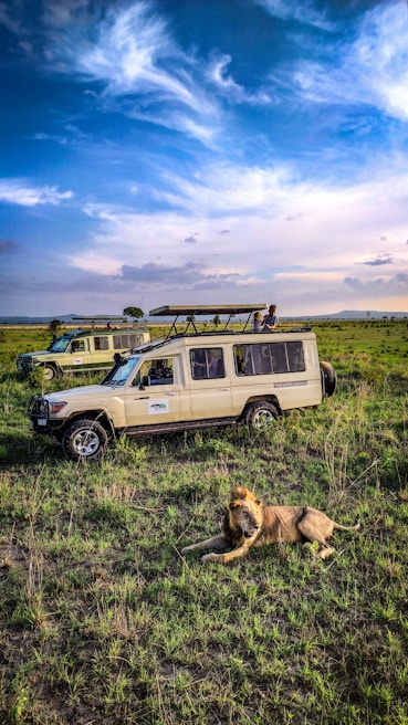 Several safari vehicles are parked on a grassland, with a lion lying in the foreground. The sky is mostly clear with some wispy clouds. A few people are observed on top of one of the vehicles.