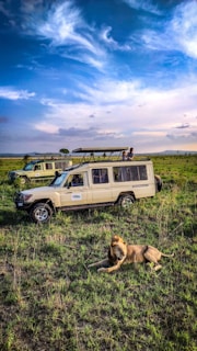 Several safari vehicles are parked on a grassland, with a lion lying in the foreground. The sky is mostly clear with some wispy clouds. A few people are observed on top of one of the vehicles.