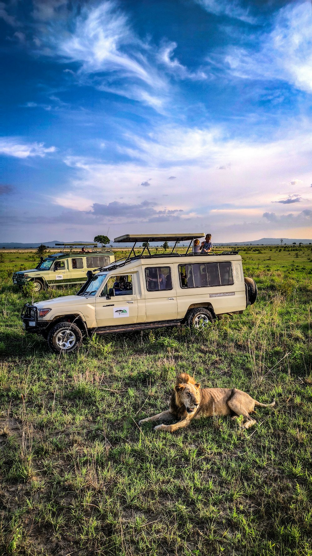 a dog lying in front of a van in a field