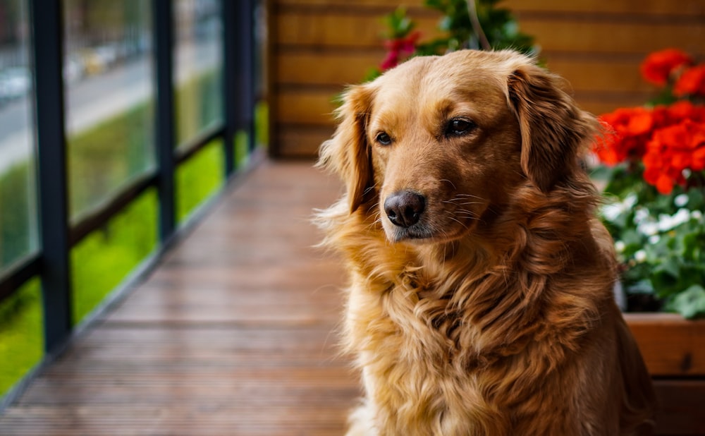 un chien assis sur une terrasse en bois