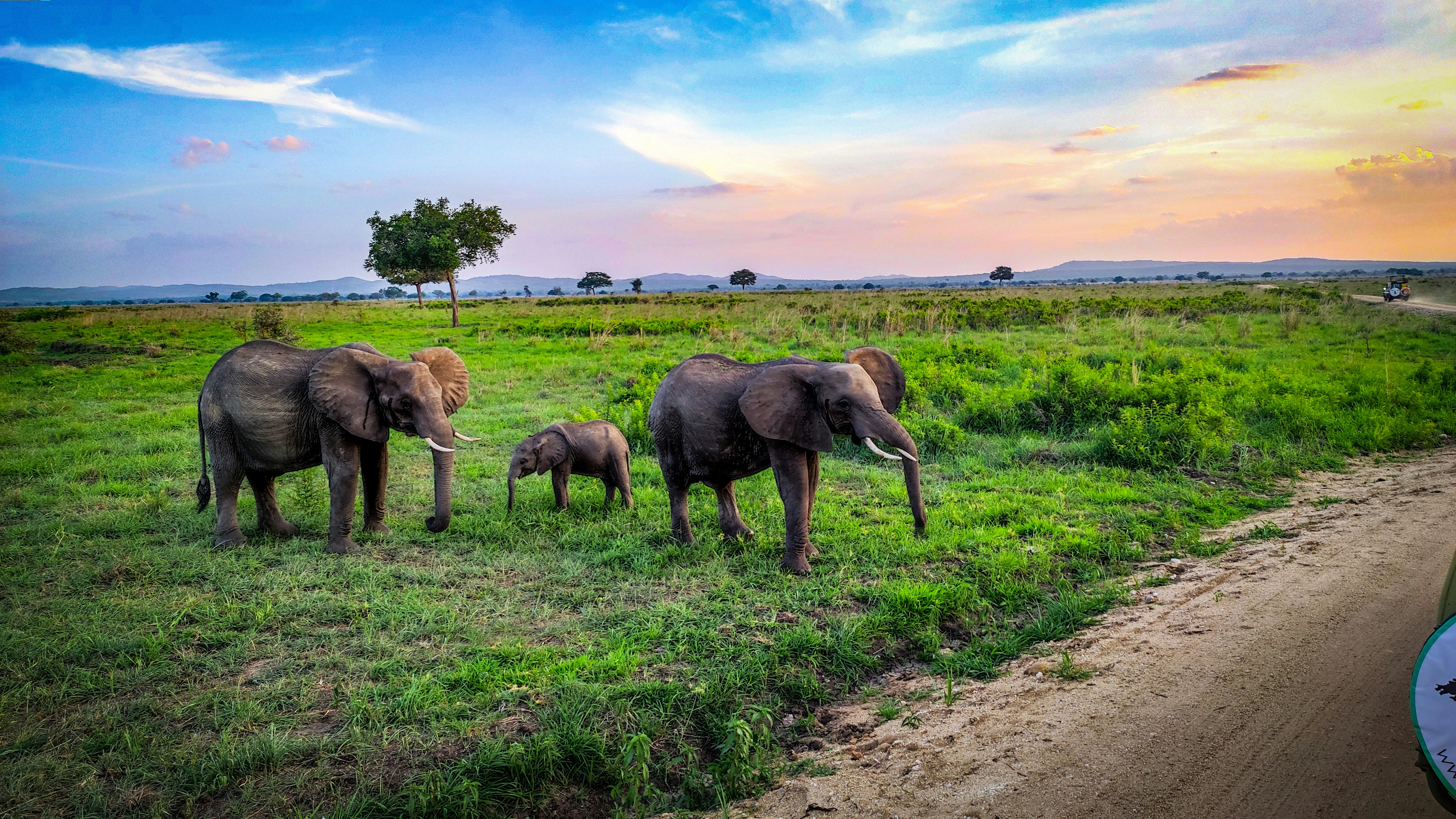 a group of elephants walk across a grassy field, 