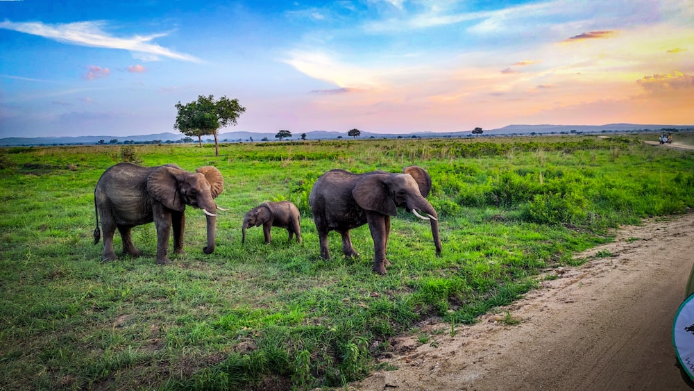 a group of elephants walk across a grassy field