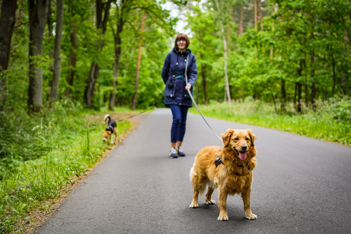 A person walking a dog on a leash along a quiet, sunlit path in the woods on a summer morning.