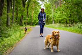 Paseando a su perro por el bosque