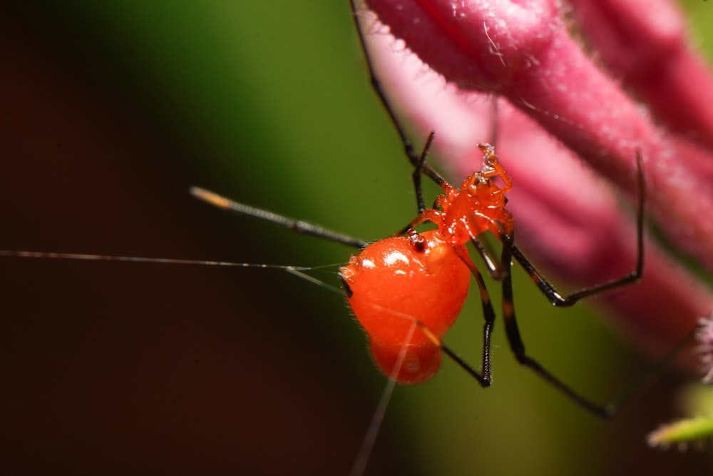 a bug on a flower