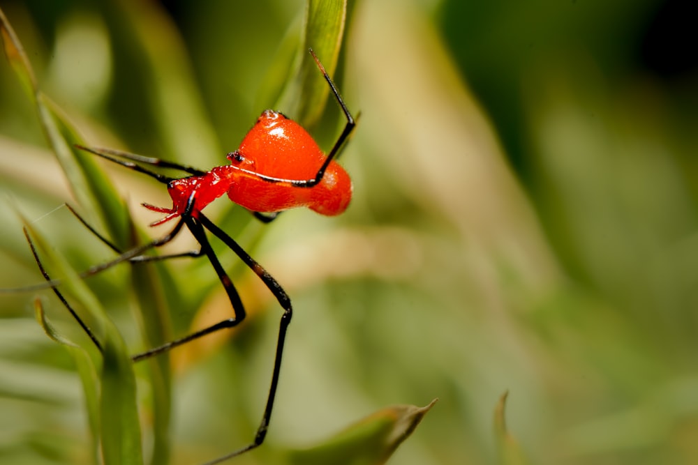 a red bug on a leaf