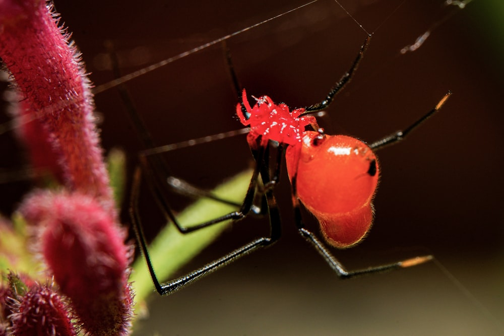 a close up of a bug