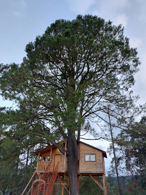 A cozy treehouse nestled among leafy branches with a hand-drawn treasure map pinned to the door.