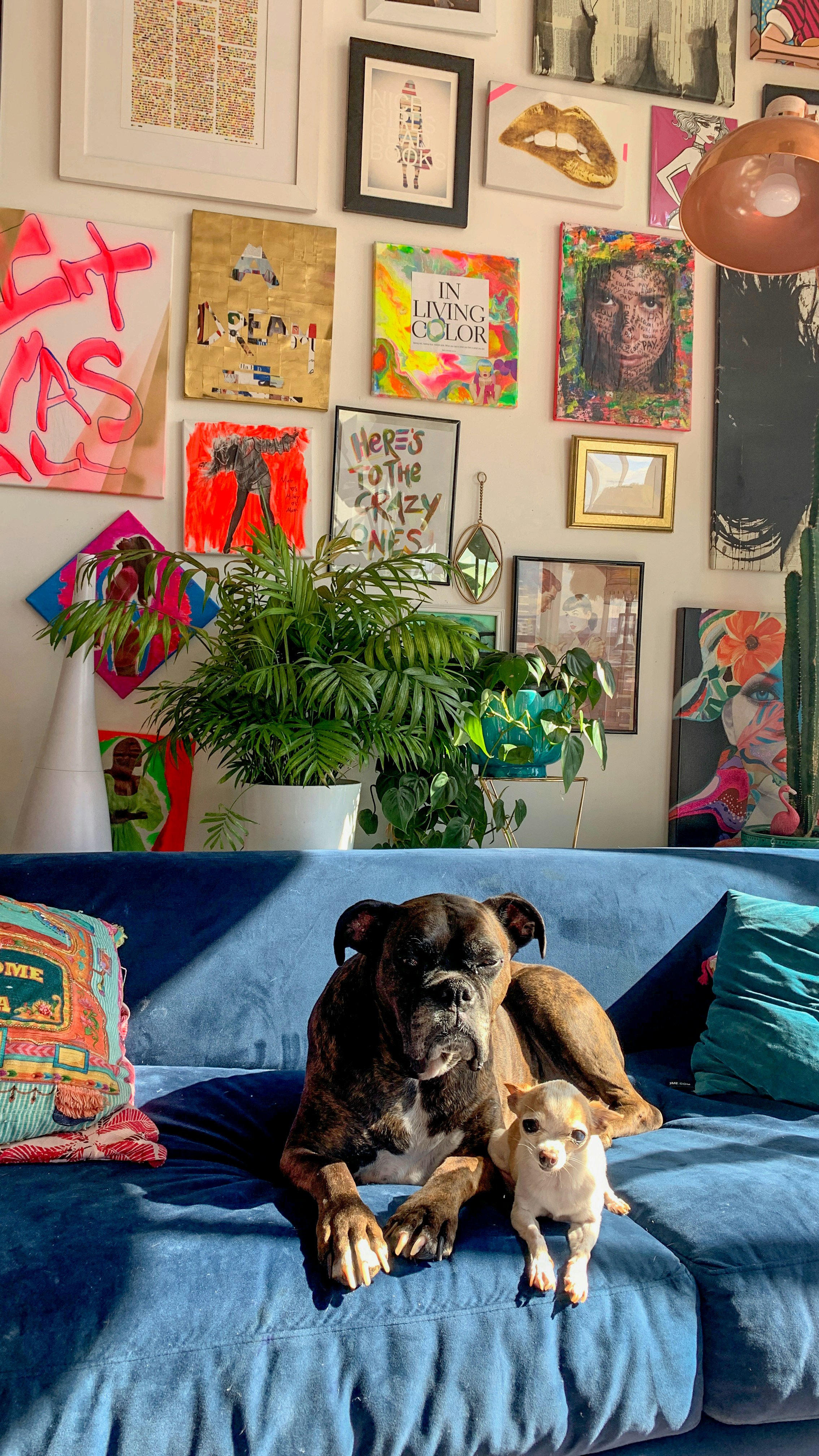 Two dogs on velvet couch with eclectic art selection on the wall behind them