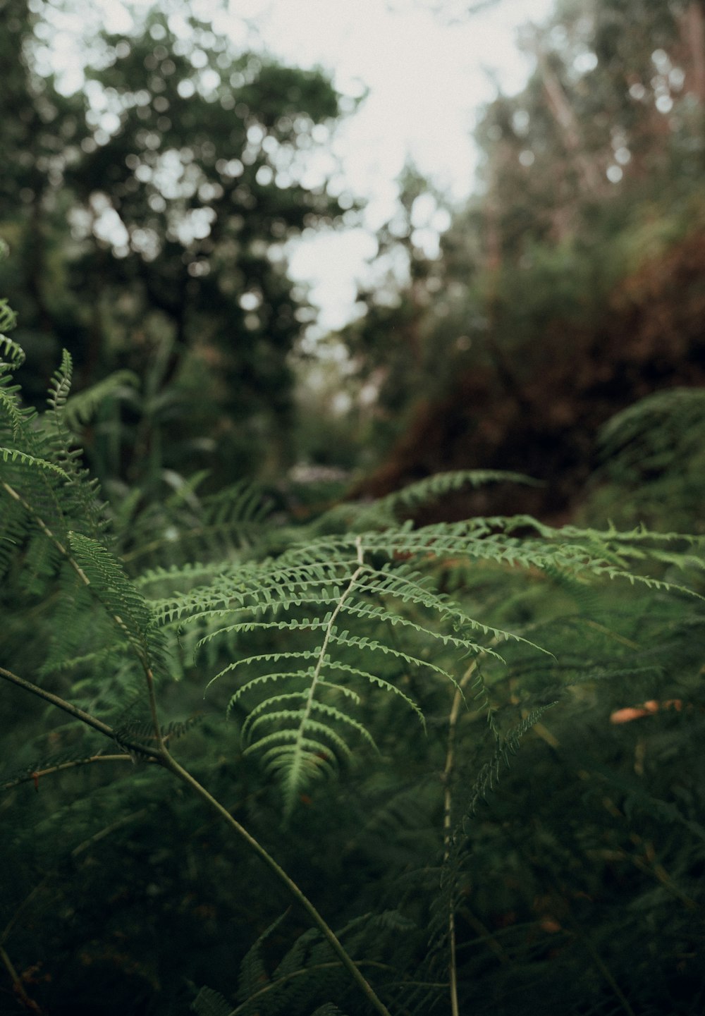 close-up of a pine tree