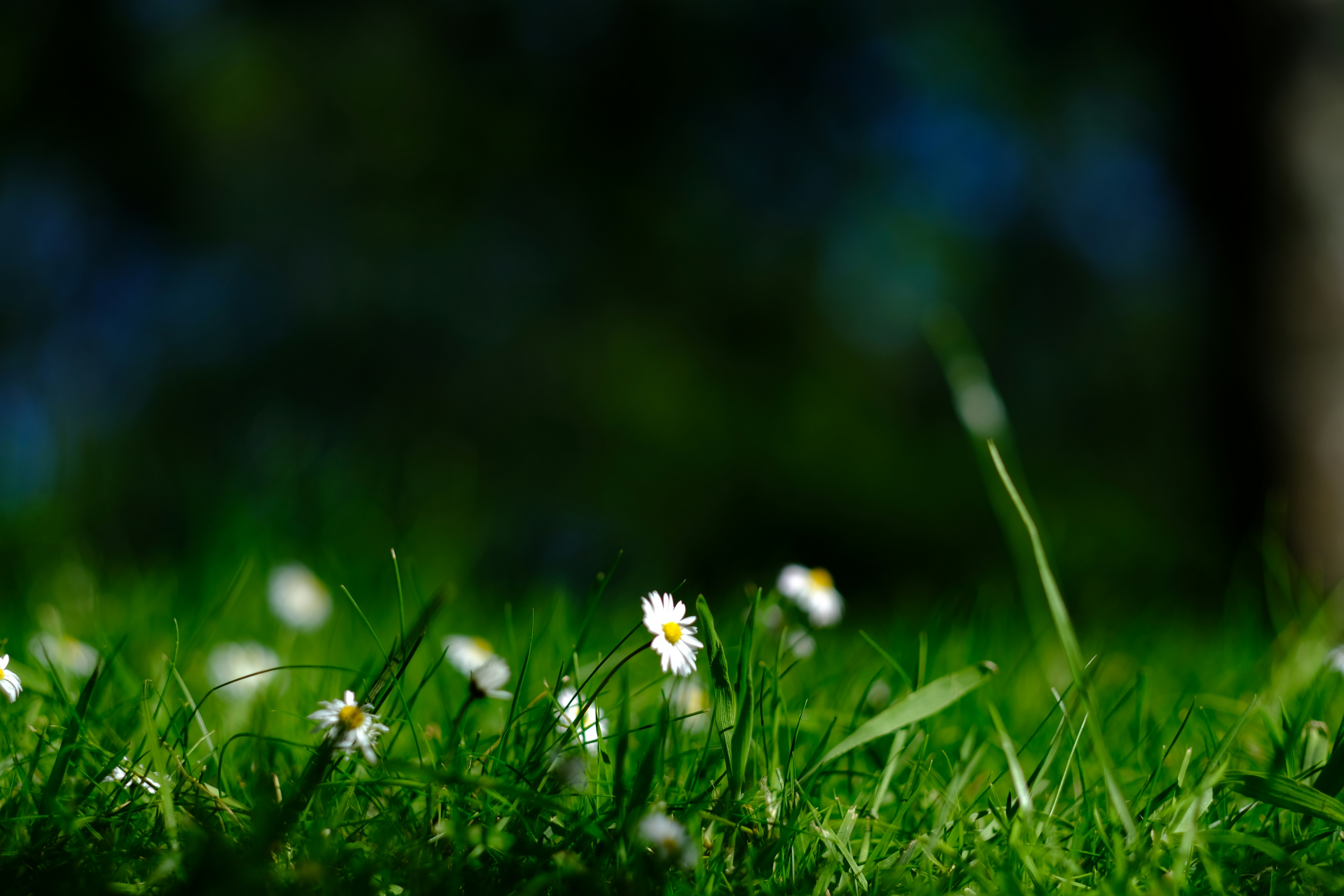 Photo by zaralazarov