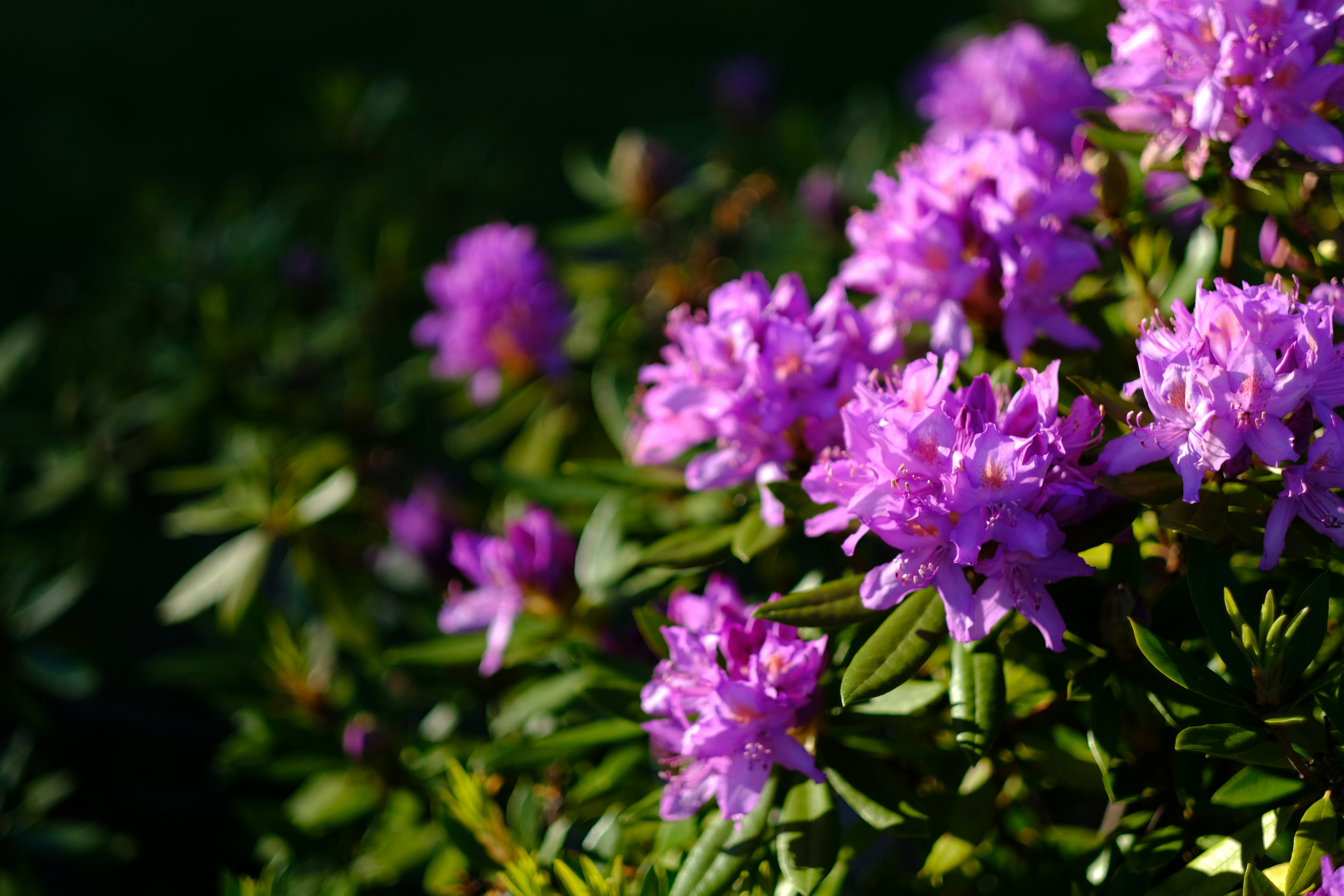 Photo by zaralazarov