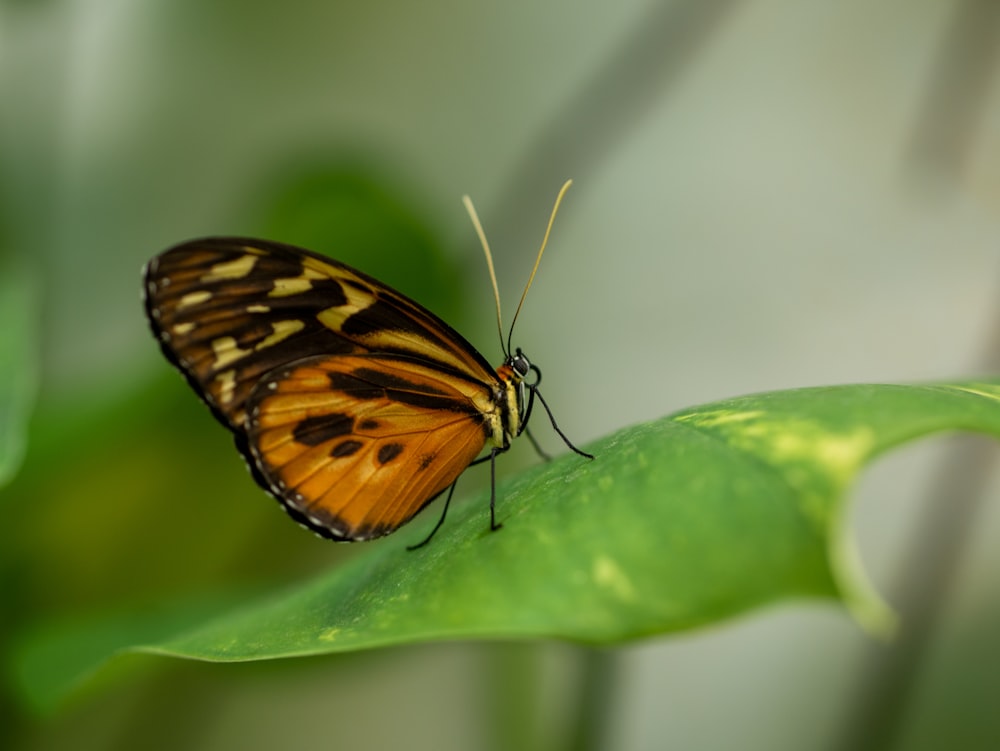 a butterfly on a leaf