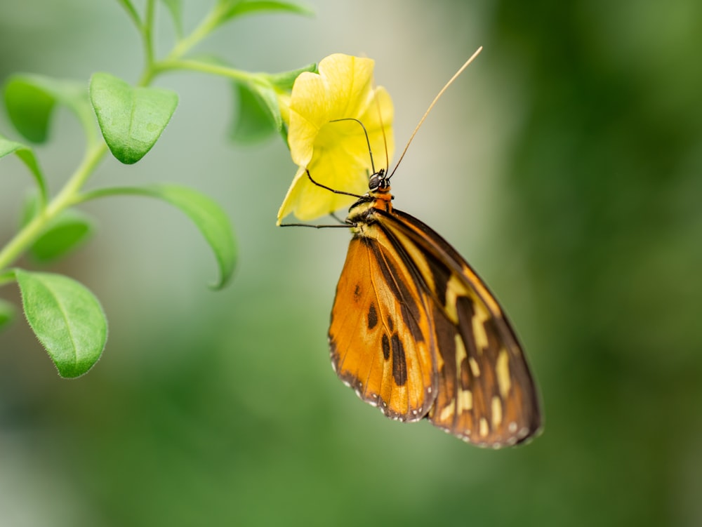 a butterfly on a flower