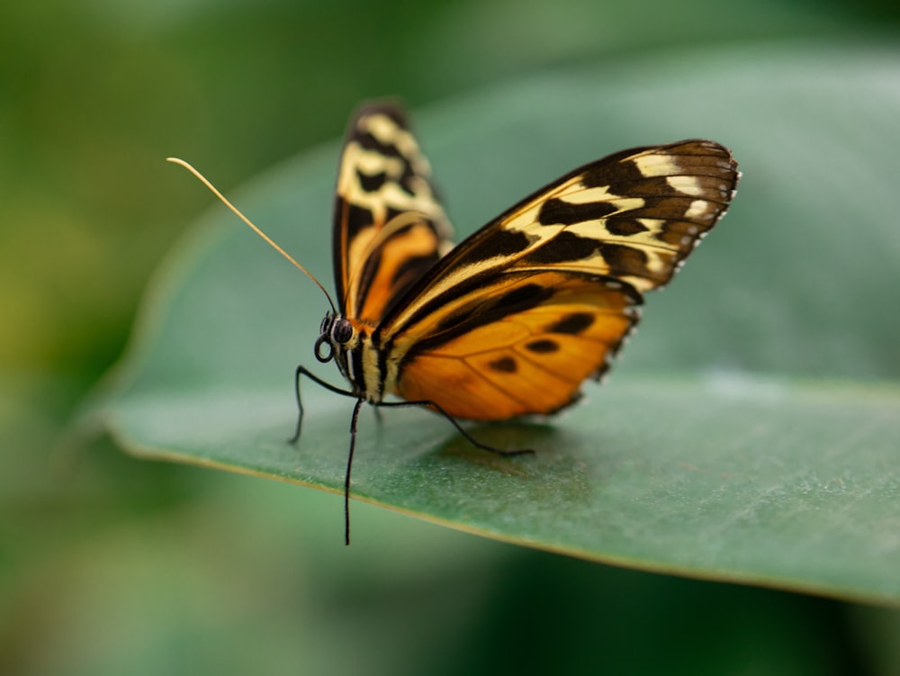 a butterfly on a leaf